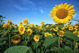 关于夏蒙坦尼逆袭阿雅克肖，实现两连胜排名大涨的信息